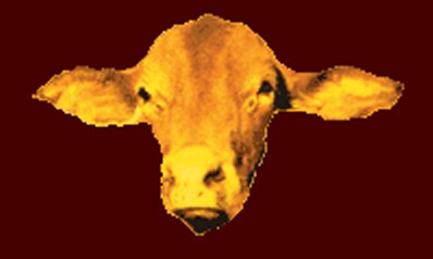 Capricornia Cow