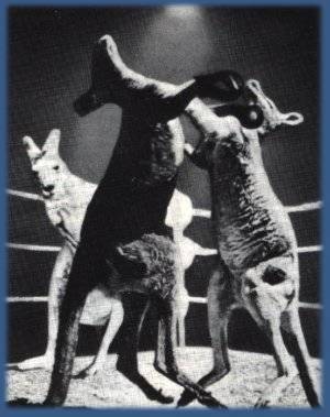 Kangaroos Boxing